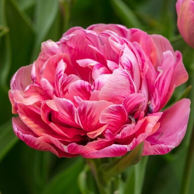 Tulpė 'Amazing Grace' , 5 vnt.