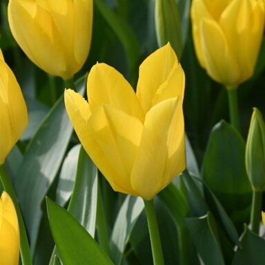 Tulpė 'Yellow Purissima', 5 vnt.