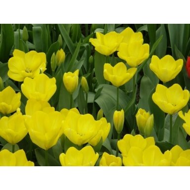 Tulpė 'Yellow Purissima', 15 vnt.