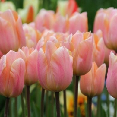 Tulbisibulad 'Apricot Beauty', 15 tk. 1