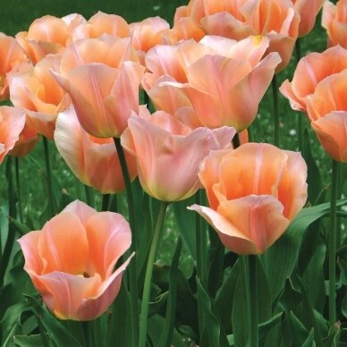 Tulbisibulad 'Apricot Beauty', 15 tk. 2 Tulbisibulad 'Apricot Beauty', 15 tk. 2
