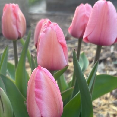 Tulpė ‘Pink Impression’ , 50 vnt. 2