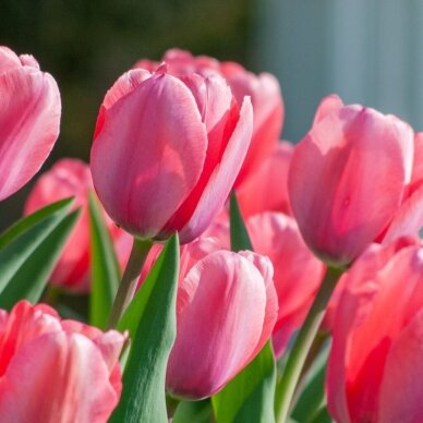 Tulpė ‘Pink Impression’ , 50 vnt. 1 Tulpė ‘Pink Impression’ , 50 vnt. 1
