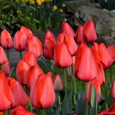 Tulpė ‘Red Impression’, 50 vnt. 2 Tulpė ‘Red Impression’, 50 vnt. 2