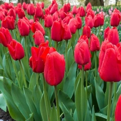 Tulpe ‘Red Pride’ 50 gab. 1 Tulpe ‘Red Pride’ 50 gab. 1
