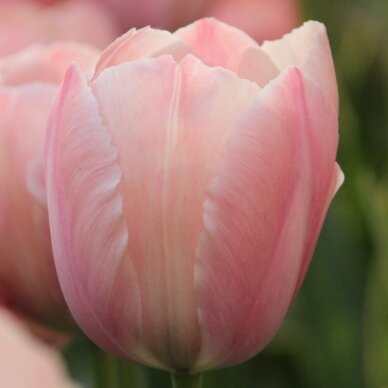 Tulp 'Salmon Impression', 50 tk.