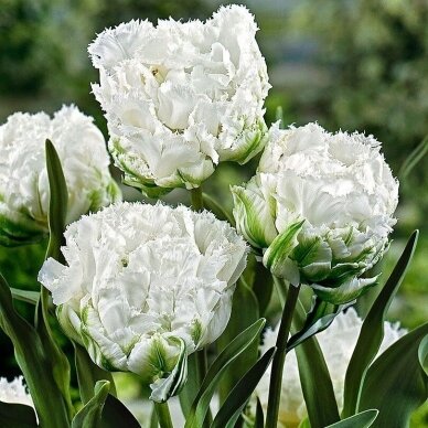 Tulpė 'Snow Crystal', 50 vnt. Tulpė 'Snow Crystal', 50 vnt.