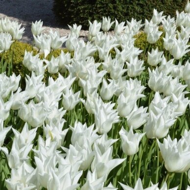 Tulpė 'White Triumphator', 5 vnt. 1 Tulpė 'White Triumphator', 5 vnt. 1