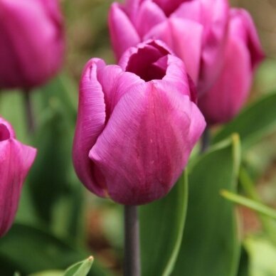 Tulpė 'Purple Prince', 100 vnt. Tulpė 'Purple Prince', 100 vnt.