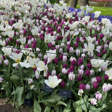 Tulpė 'Purple Prince', 100 vnt. 2