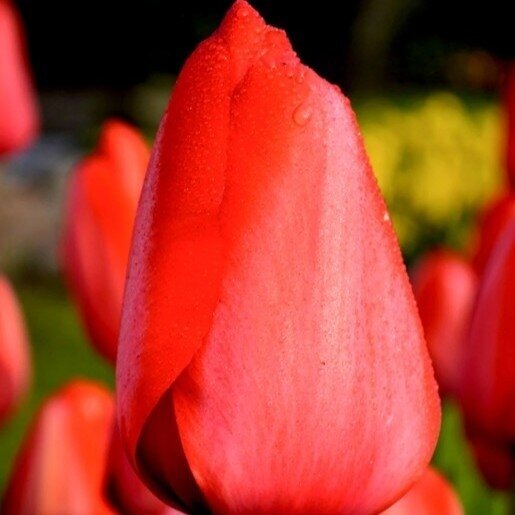 Tulpė ‘Red Impression’, 50 vnt.