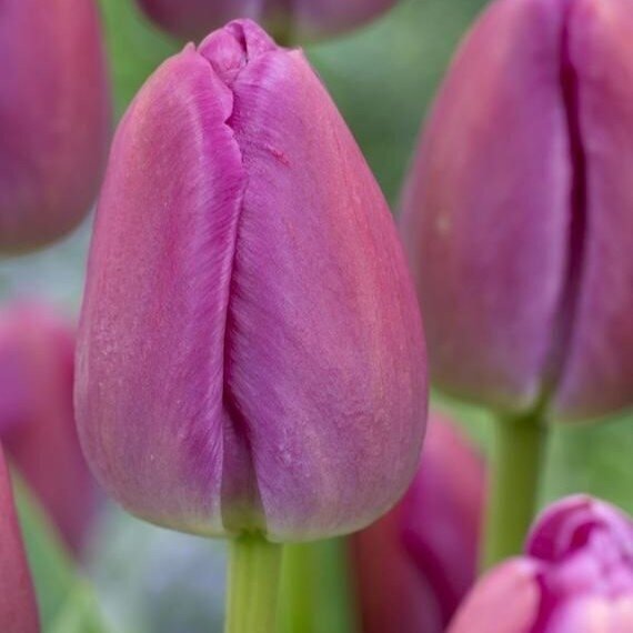 Tulpė ‘Purple Pride’, 50 vnt. Tulpė ‘Purple Pride’, 50 vnt.
