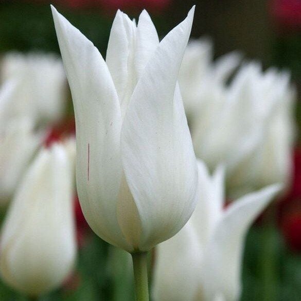 Tulpė 'White Triumphator', 100 vnt. 3