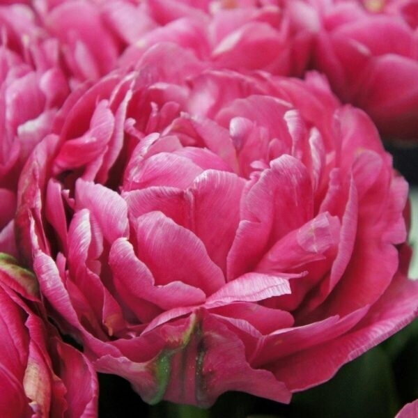 Tulpė 'Amazing Grace' , 5 vnt. Tulpė 'Amazing Grace' , 5 vnt.