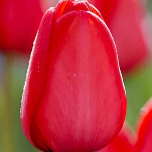 Tulpė ‘Red Impression’, 50 vnt. 1