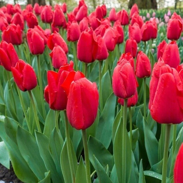 Tulpe ‘Red Pride’ 50 gab. 1 Tulpe ‘Red Pride’ 50 gab. 1