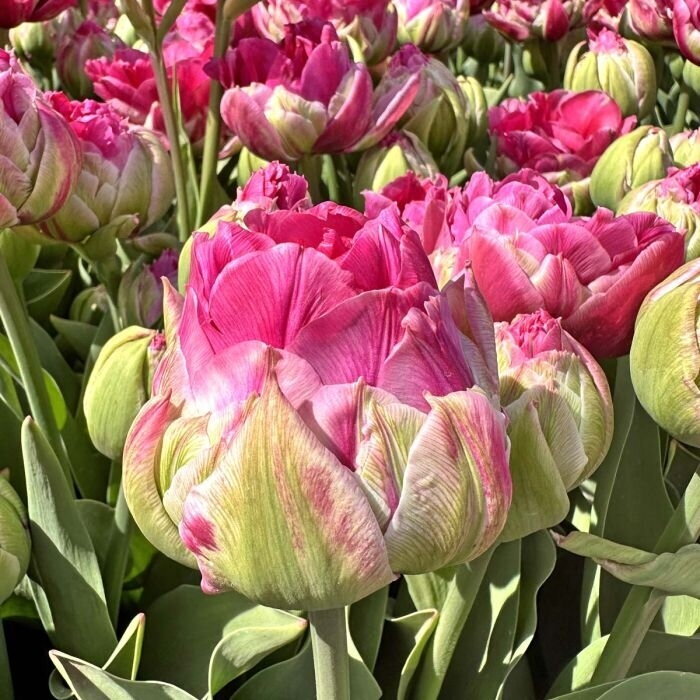 Tulpė 'Wicked in Pink ' , 5 vnt.
