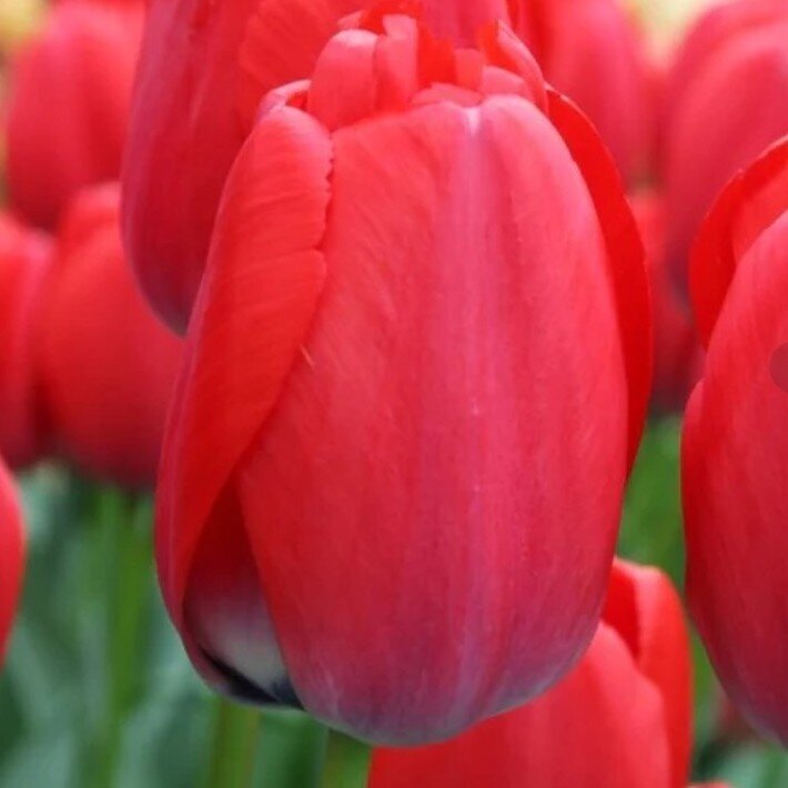 Tulpe ‘Red Pride’ 50 gab. Tulpe ‘Red Pride’ 50 gab.