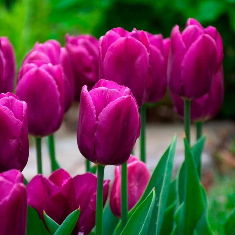 Tulpė 'Purple Prince', 100 vnt. 1 Tulpė 'Purple Prince', 100 vnt. 1