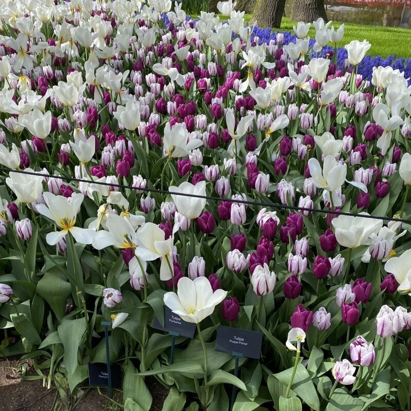 Tulpė 'Purple Prince', 100 vnt. 2