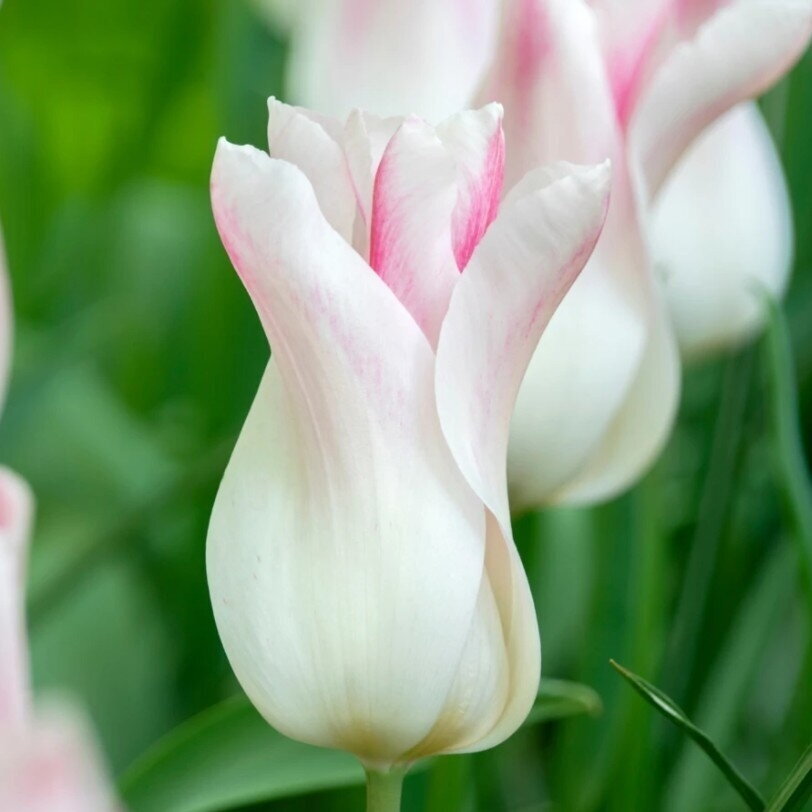Tulpė ‘Holland Chic’ , 5 vnt. Tulpė ‘Holland Chic’ , 5 vnt.