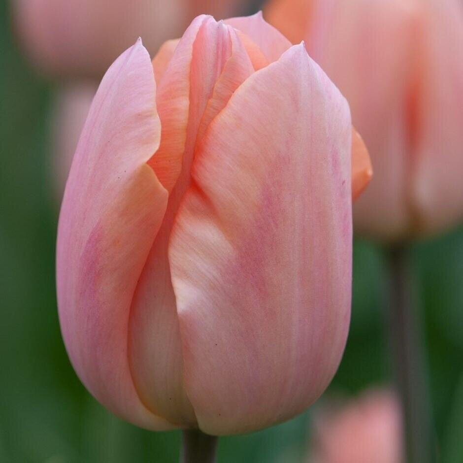 Tulbisibulad 'Apricot Beauty', 50 tk.