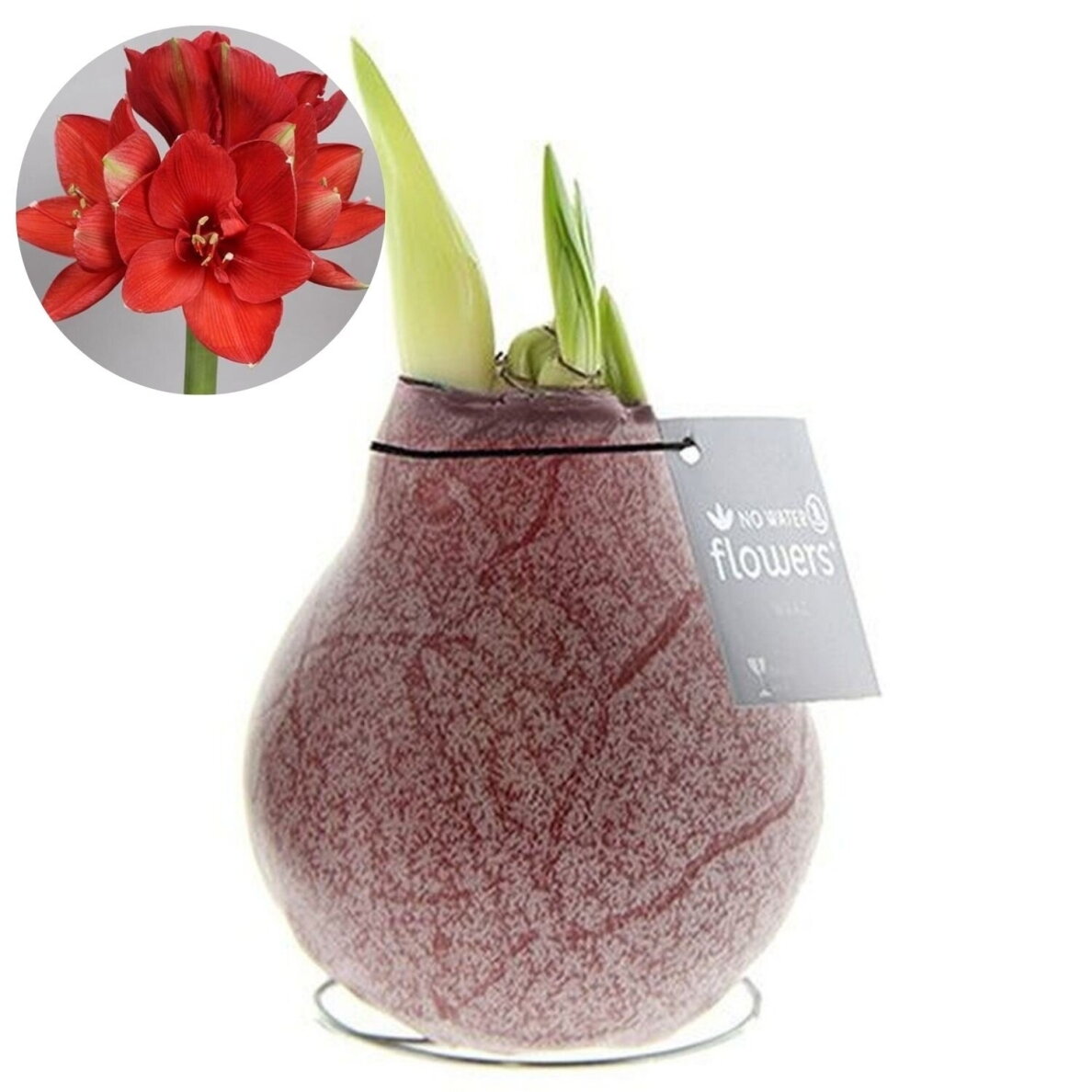 Vaškuotas amarilis, 'Marmurinis bordo', 1 vnt. Vaškuotas amarilis, 'Marmurinis bordo', 1 vnt.