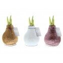 Waxed Amaryllis (Hippeastrum), shiny white, striped flower, 1 pc. 2 Waxed Amaryllis (Hippeastrum), shiny white, striped flower, 1 pc. 2