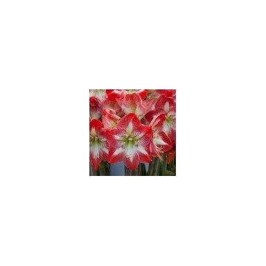 Vahaga amarüllis (hippeastrum), läikiv valge, triibuline õis,  1 tk.