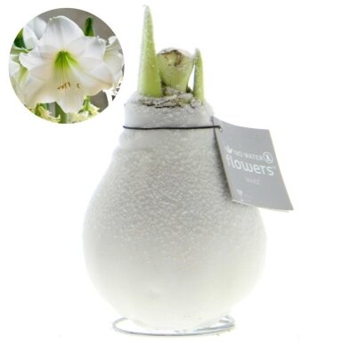 Vahaga amarüllis (hippeastrum), valge lumine, valge õis,  1 tk.