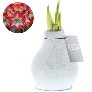 Waxed Amaryllis (Hippeastrum), shiny white, striped flower, 1 pc.